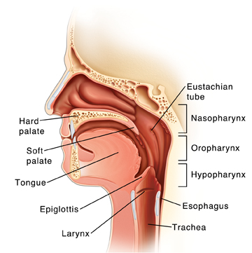 Side view of head showing mouth and throat anatomy.