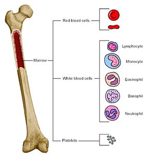 Femur with section cut out to show marrow. Callout shows blood cell types.