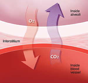 Closeup view of interstitial tissue in lung showing gas exchange between alveolus and capillary.