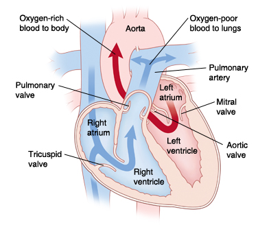 Front view cross section of heart showing atria on top and ventricles on bottom showing aorta, pulmonary artery, mitral valve, aortic valve, left atrium, left ventricle, right atrium, right ventricle, tricuspid valve, pulmonary valve, superior vena cava, and inferior vena cava. Arrows on right side of heart show oxygen-poor blood pumping to lungs. Arrows on left side of heart show oxygen-rich blood pumped to body.