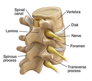 Three-quarter back view of three lumbar vertebrae, spinal cord, and spinal nerves.