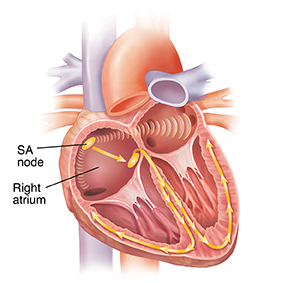 Front view cross section of heart showing normal conduction system.