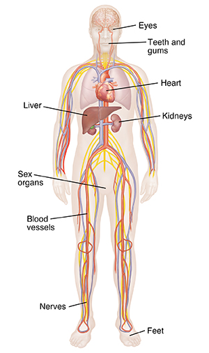 Front view of male figure showing brain and nervous system, cardiovascular system, lungs, and kidneys.