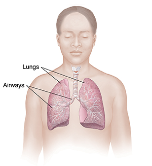 Front view of woman showing respiratory system.