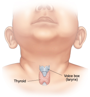 Front view of baby's neck showing the voice box and thyroid.