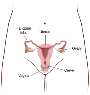 Front view of female pelvis showing cross section of uterus, ovaries, and fallopian tubes.