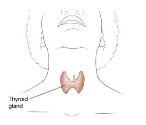 Front view of head and neck showing thyroid.