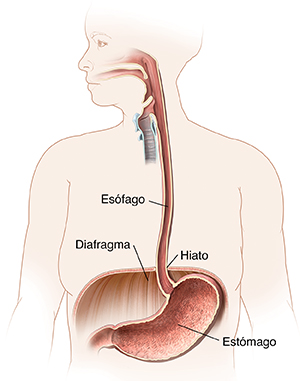 Contorno de una mujer donde pueden verse la boca, el esófago, el diafragma y el estómago.
