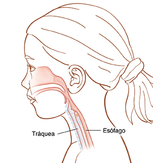 Vista lateral de la cabeza y el cuello de una niña en la que puede verse la esófago y la tráquea.