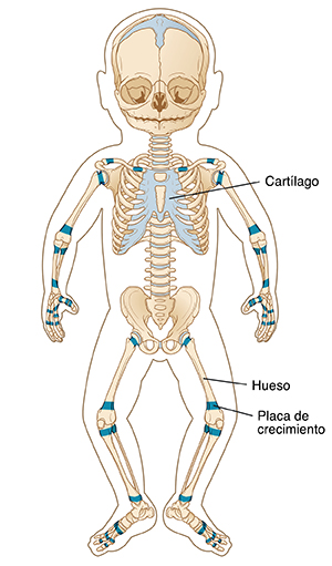 Vista frontal del cuerpo de un niño pequeño en donde se observan el esqueleto y los cartílagos de crecimiento.
