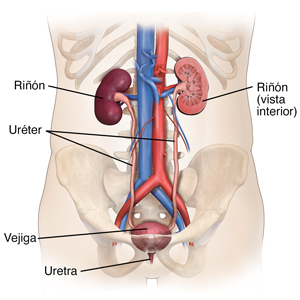 Contorno de un torso humano con vista frontal de las vías urinarias.