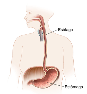 Contorno de una mujer donde pueden verse la boca, el esófago y el estómago.