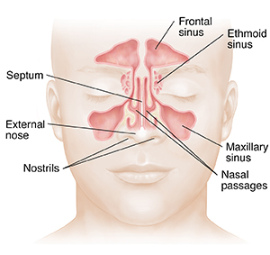 Front view of face showing sinuses.